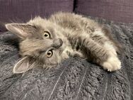 Mainecoon Mix (Karthäuser) Kitten suchen neues zu Hause - Norken