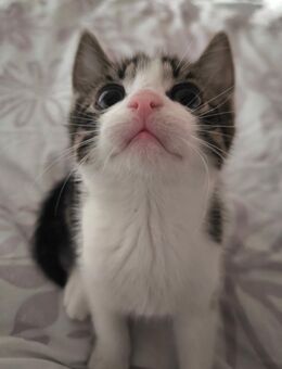 3 niedliche Babykätzchen suchen ein liebevolles Zuhause - Essen