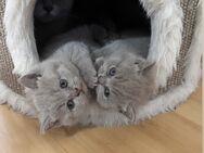 reinrassige BKH Kitten - Augsburg
