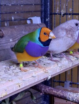 Gouldamadinen Hähne zur Abgabe - Brand-Erbisdorf