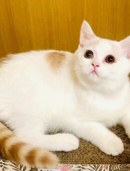 Süße Bkh Britisch Kurzhaar Kitten,tragen odd eyed - Gotha