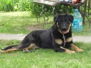 Luke, prächtiger Rüde sucht ein Zuhause - Unterföhring