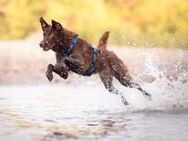 Sportliche HAZEL sucht hundeerfahrene - Koblenz