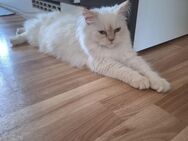 Ragdoll Katze 7 Monate alt - Luckenwalde