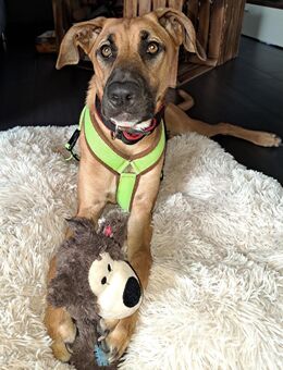 PEPA - Rohdiamant sucht Hundekenner 💎 - Neudenau