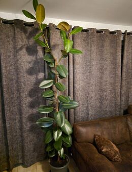 RIESEN GUMMIBAUM - Der Urban Jungle wartet - WEEKENDPRICE NUR 77€ - Gelnhausen