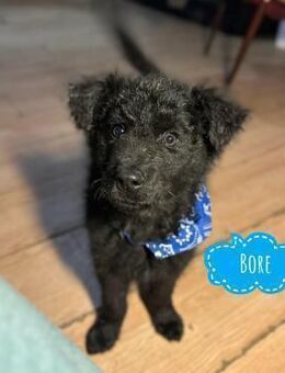 Bore ein kleiner freundlicher Welpe - Flörsheim-Dalsheim