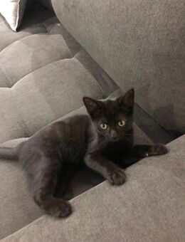 Babykatzen - Gelsenkirchen