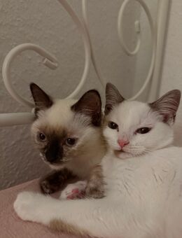 🐾 Zwei süße Katzenkinder suchen ein liebevolles Zuhause 🐾 - Gelsenkirchen Scholven
