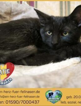 Kleine Katie wünscht sich ein Zuhause! - Waakirchen