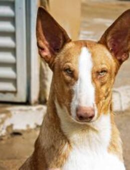 Nuir, vorsichtig, freundlich - Kettershausen