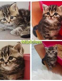 BKH/BLH Kitten - Wuppertal