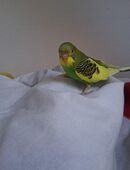 Wellensittich entflogen! in 47798