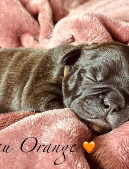 Französische Bulldoggen Welpen - Ostrau