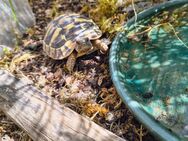 Griechische Landschildkröten Nachzuchten aus 2024 - Blankenbach