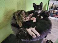 Kitten sind reserviert - Bad Schönborn