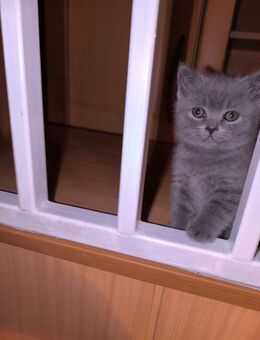 BKH Kitten suchen neues Zuhause - Nienburg (Weser)