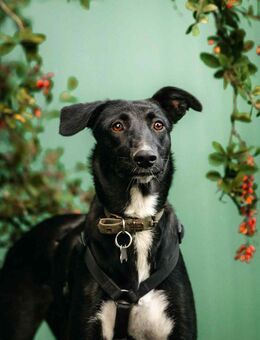 Wunderbare Stella sucht ihre Familie - Duisburg