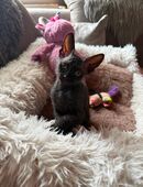 Sphynx Baby Kater, geimpft, geshipt in 44807