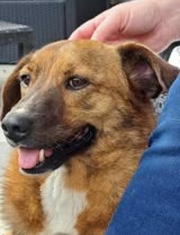 Superschmuser Socke sucht seine Menschen - Freilassing