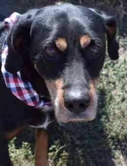 DONNIE - ein Hund mit goldenem Herzen! - Sulzbach-Laufen