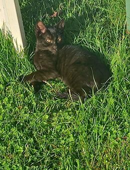 Dunkeles Kitten sucht ein Zuhause - Lippstadt