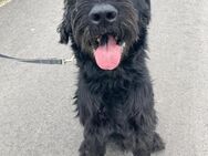 Oskar, Riesenschnauzer (geb. 07/2014) - Pegnitz