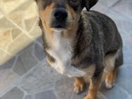 Maggie sucht liebevolles zu Hause - Brühl (Baden-Württemberg)
