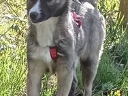 Stella, das hübsche Hundemädchen - Kissing