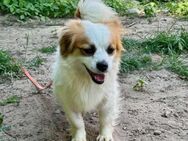 Süsse TRUDI sucht ihr Für-Immer-Zuhause - Neuberg
