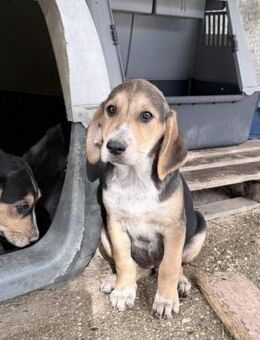 Lucie Mix Hündin ca. 4 Monate alt in GR - Reutlingen