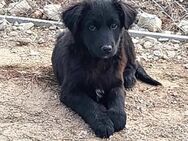 Charlie ist neugierig auf das Leben AG - Ludwigshafen (Rhein)