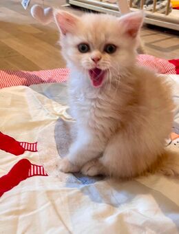 Britisch langhaar Katzenbabys - Winterthur
