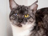 Gominola- Verschmuste Katzenlady - Bad Camberg