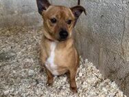 Toller Dackelmix Curro sucht Körbchen# - Essen