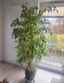 Lechuza-Pflanztopf mit Fikus-Benjamini in 23562