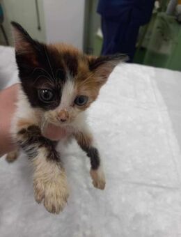 Katze SKYLAR noch rechtzeitig gerettet - Augsburg