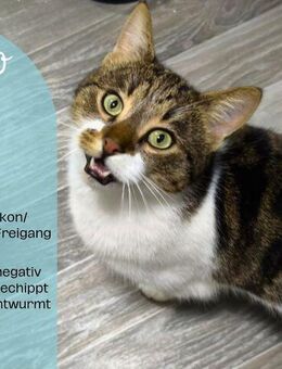 Gizmo – kleiner Kater mit großem Herzen - Plankstadt