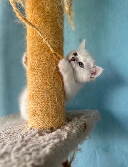 Reinrassige BKH kitten, Katzen British kurzhaar - Dresden