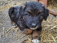 KAYA - süße Kuschelmaus sucht Familie - Erfurt