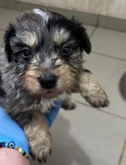 Welpe Marmor 💕 - Kallmünz