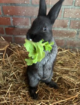 Kaninchen Babys Kaninchenbabys Hasen 10 Wochen - Nordkirchen