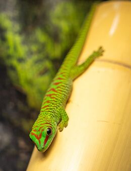 Große Madagaskar Taggeckos aus Hobbyzucht zu verkaufen - Gundelsheim (Baden-Württemberg)