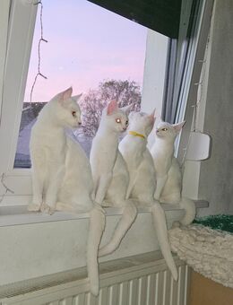 2 junge Kätzchen suchen noch ein Zuhause - Lauchhammer