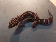 Leopardgecko Männchen ALBSnow cross Black Night - Winterthur