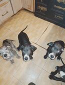 Deutsche Doggen in 19249