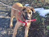 Cleo, sanfte Riesenpfote sucht Liebe - Berlin