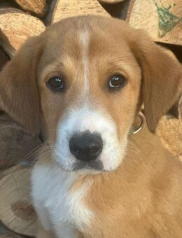 Biscoff auf Familiensuche - Bergkirchen