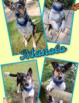 Toller Manolo geht auf Körbchensuche! - Nürnberg