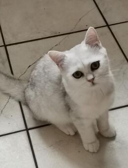 Drei Bkh Kitten - Greven (Nordrhein-Westfalen)
